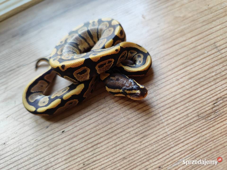 Młode pytony Królewskie Pruszków sprzedam