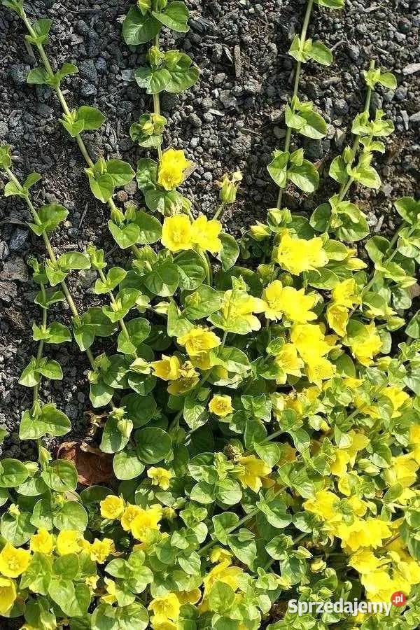 Tojeść rozesłana 15 sztuk sadzonek