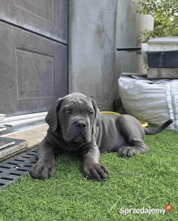 Szczeniaki Cane Corso ZKwP FCI