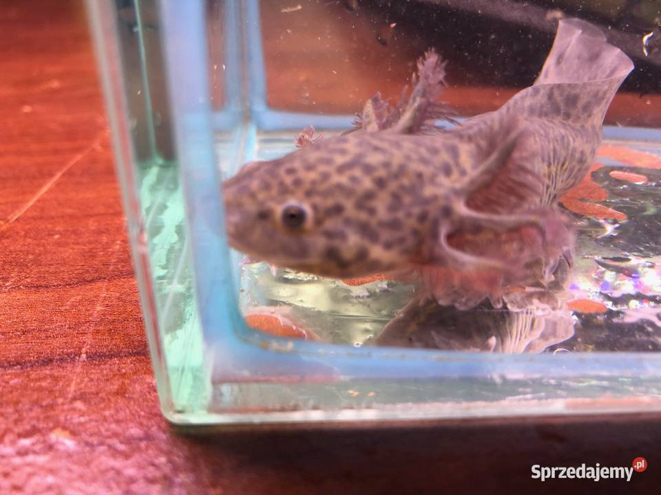 Aksolotl Ambysoma Mexicanum Salamandra Ryby Justynów