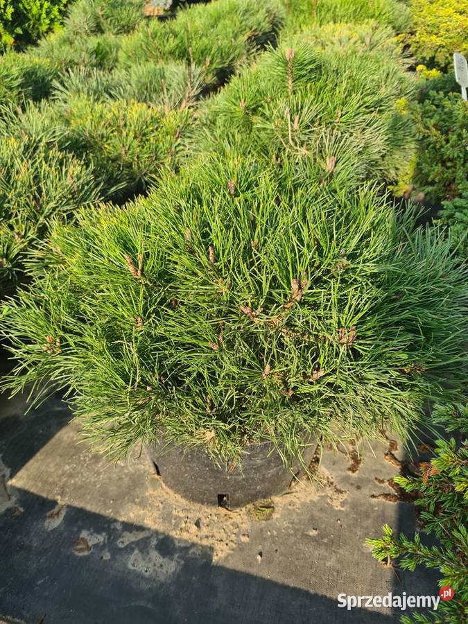 Thuja Golden Globe 6080 złota kula Szkółka Rydzyny