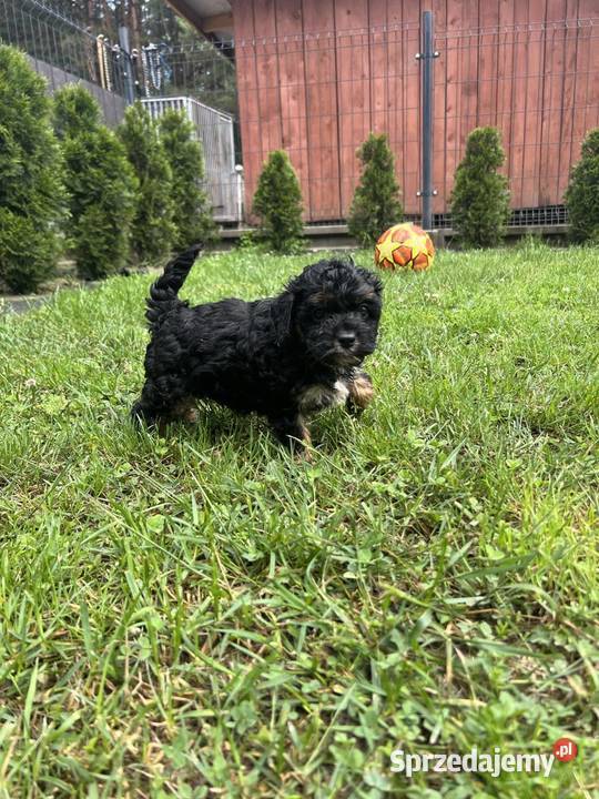 Cavapoo Pozostałe Zwierzęta sprzedam