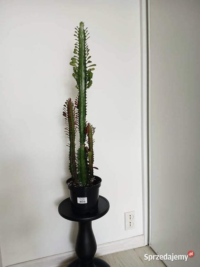 2w1 UNIKAT Euphorbia Trigona Rubra Green