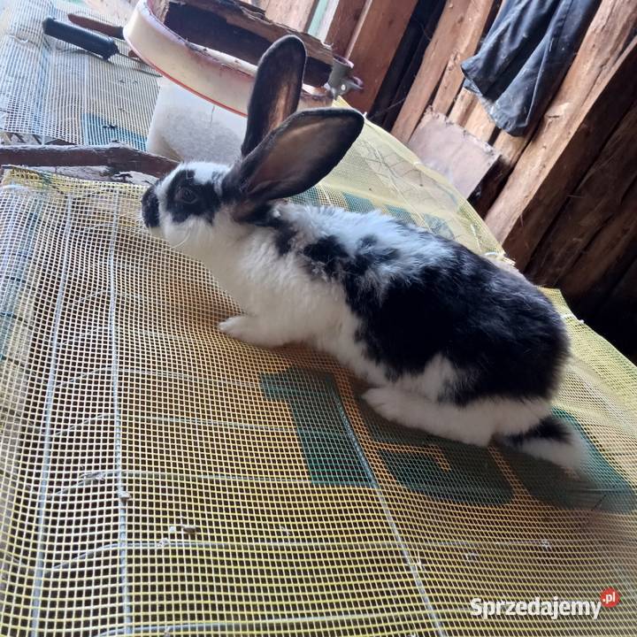 Sprzedam 3 młode samiczki króliki sprzedam