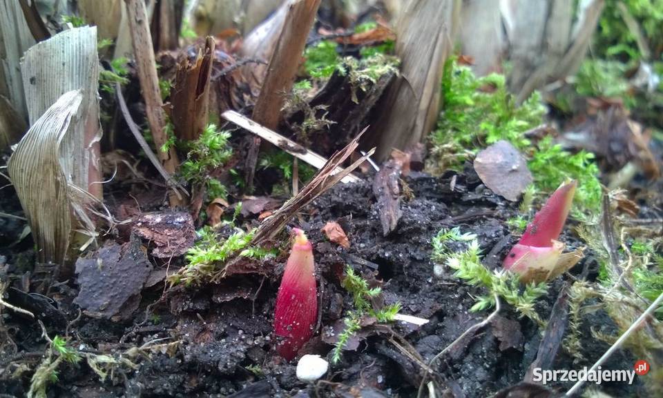 Miskant olbrzymi duża sadzonka XXL karpy Pszczyna