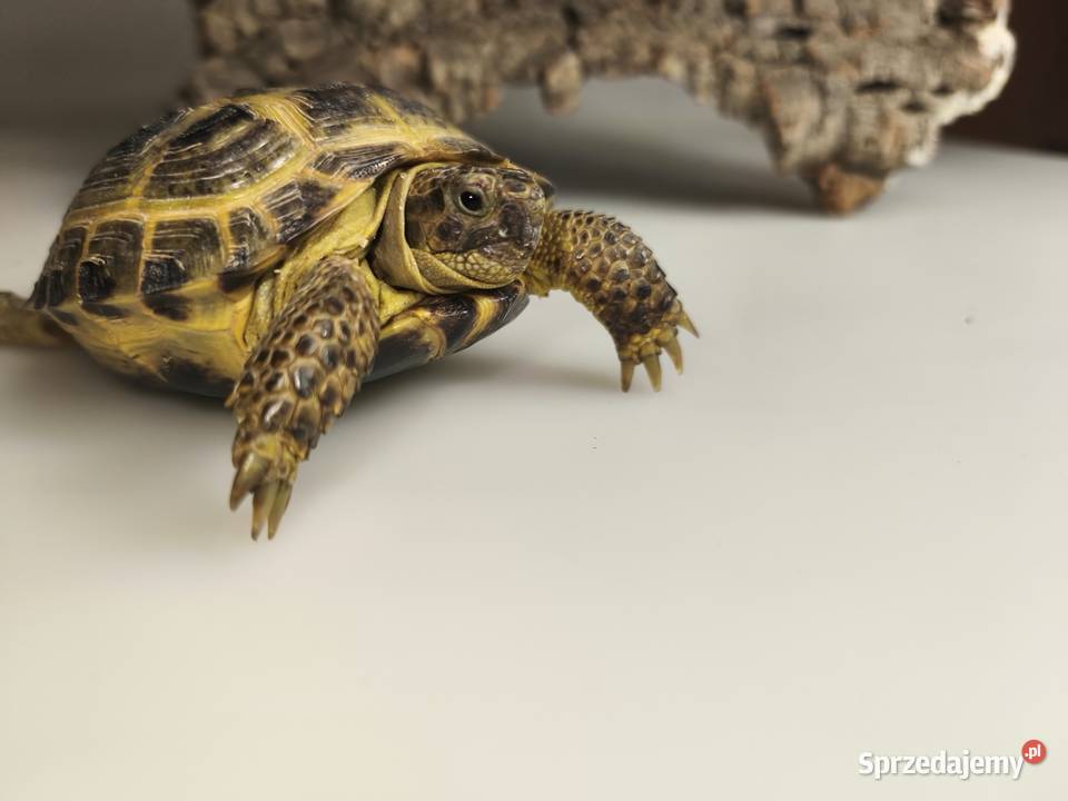 Żółw stepowy Testudo horsfieldii młode gady Gady i płazy Wałbrzych sprzedam
