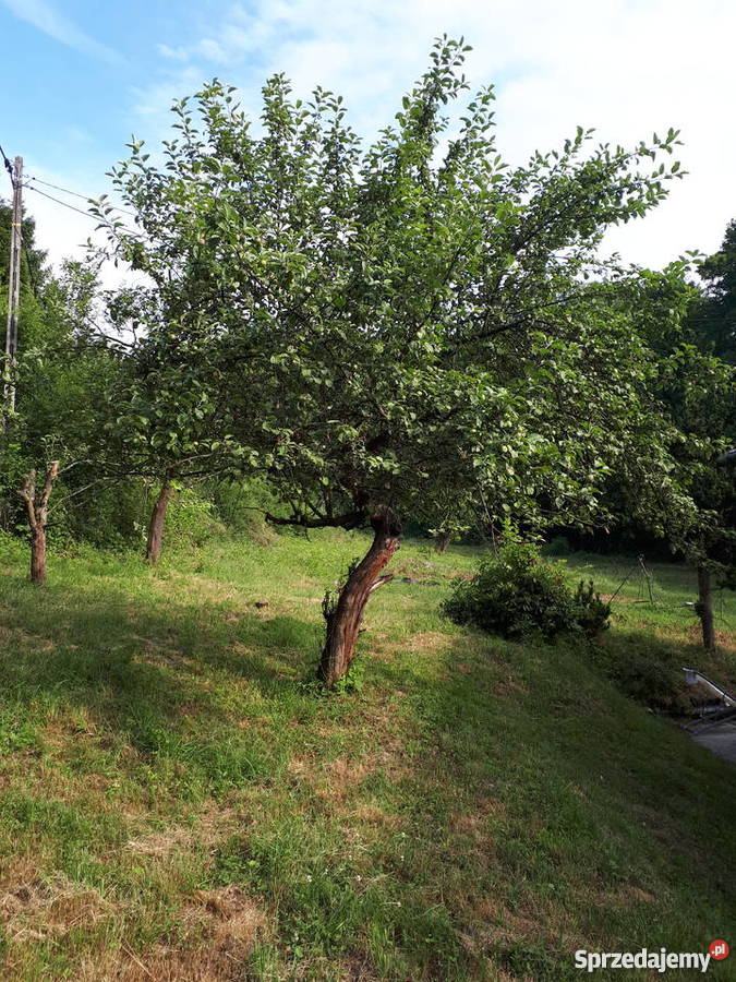 Okazja Ustroń dom 2598m2