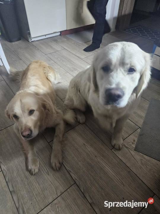 Sprzedam Golden Retriver Zaniówka