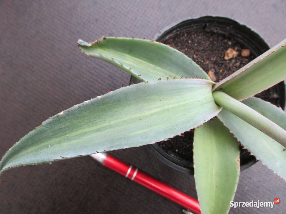 Unikatowa agawa agave guiengenola mediopicta Kraków sprzedam