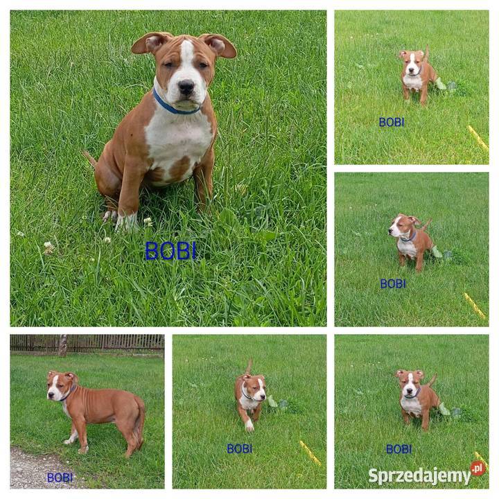American Staffordshire Terrier Sokoły