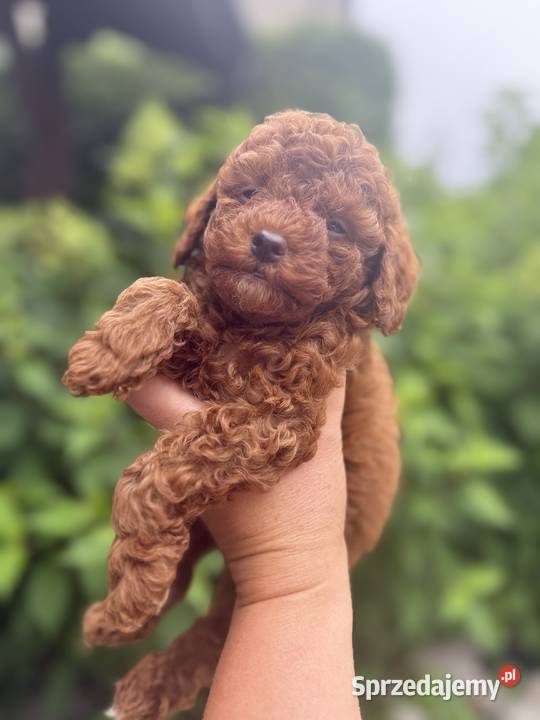 Pudel Toy szczeniaki małopolskie Polanka Wielka