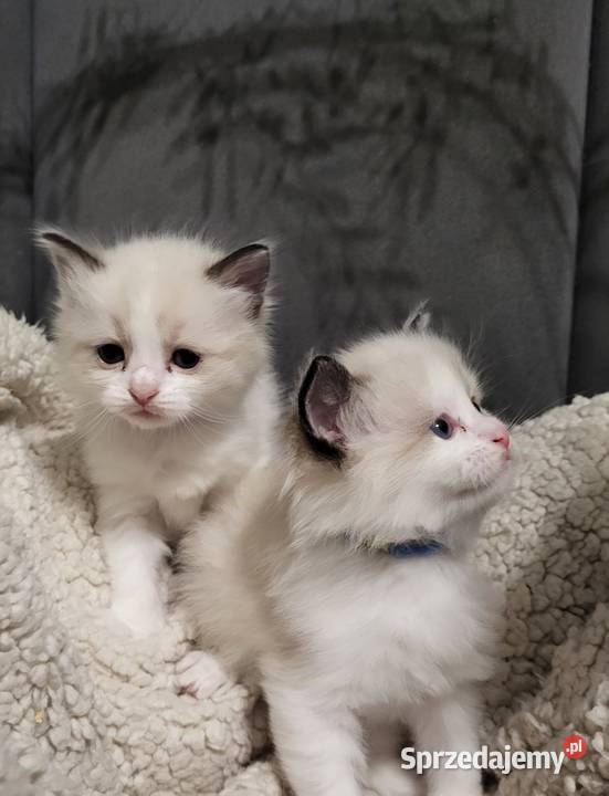 Ragdoll dwaj bracia bicolor łódzkie Piorunówek