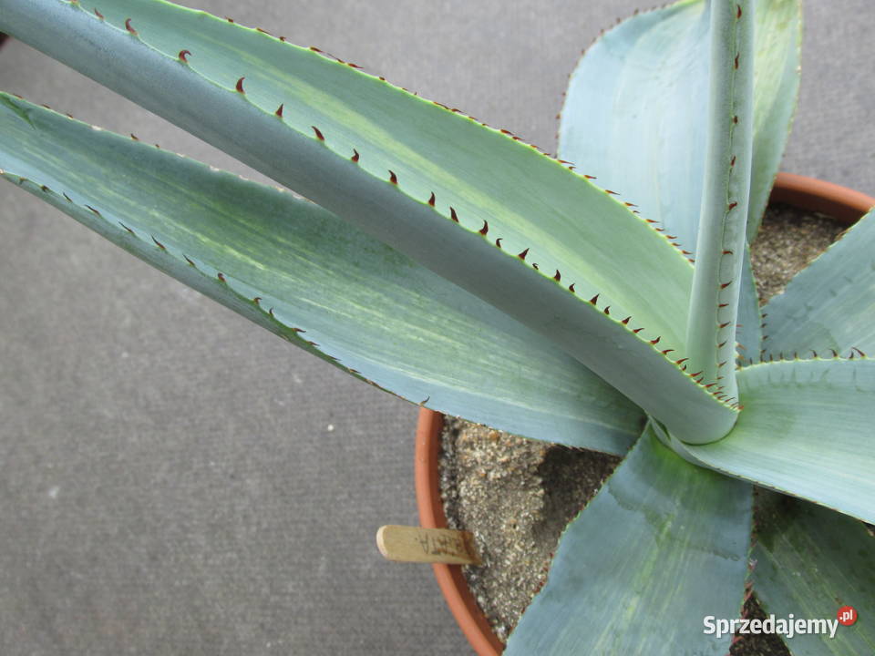 Unikatowa agawa agave guiengenola mediopicta Kraków sprzedam