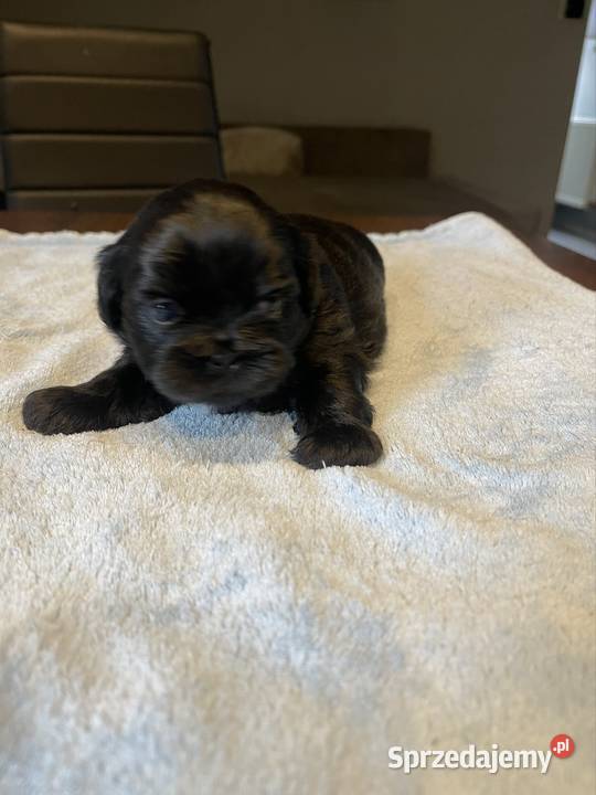 Shih tzu zachodniopomorskie Sianów