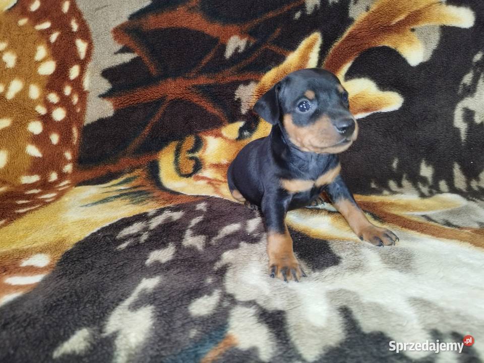 Pinczery miniaturowe Psy Stary Dzików