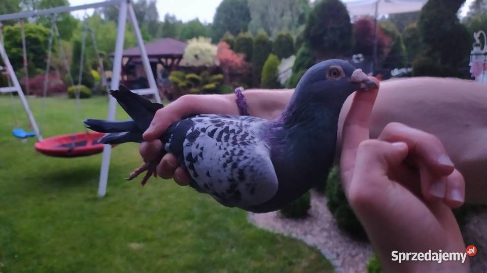 Gołębie pocztowe Częstochowa sprzedam