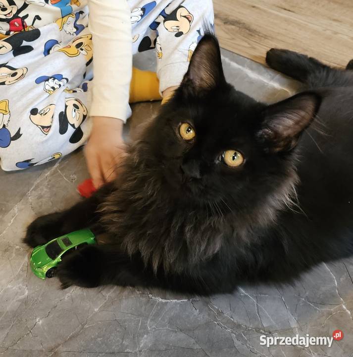 Kocurek dymny Maine Coon mazowieckie Różan