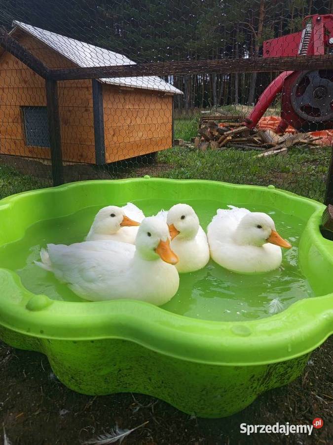 Kaczki call duck opolskie Januszkowice