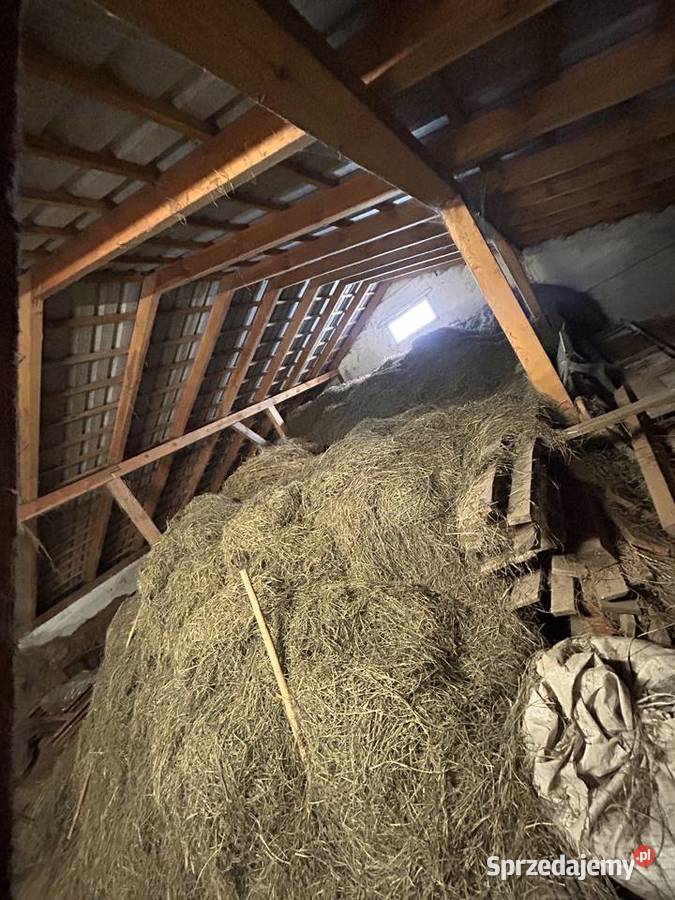 Sprzedam siano luzem Trawy, słoma Trawy, słoma Dąbrowa sprzedam