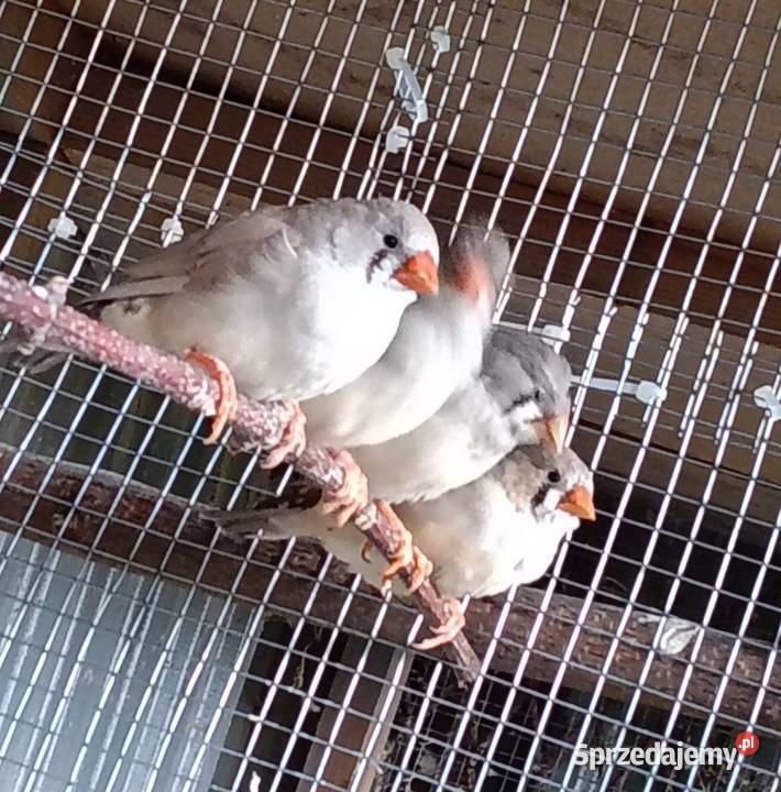 Zeberki wystawowe Jastrzębie-Zdrój sprzedam