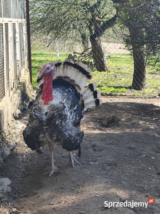 Indyk Indor odbiór w Przemyślu Przemyśl