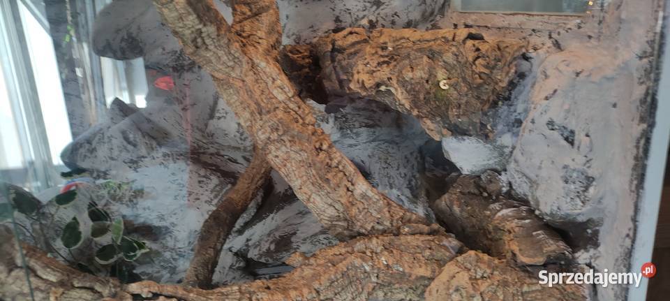 Fajne Terrarium Kraków sprzedam