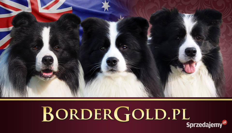 Border Collie unikalna australijska linia show sprzedam