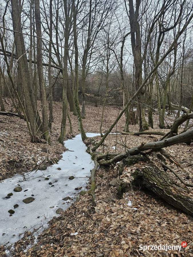 Działki budowlane i rolne Dolina Baryczy Sprzedaż Łazy Wielkie sprzedam