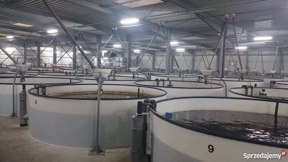 Narybek obsadowy węgorza 2016 materiał Elbląg