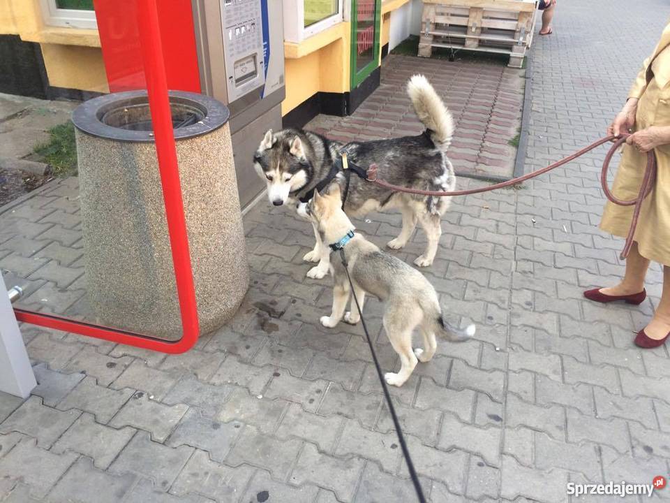 Siberian Husky RODOWÓD EU Paszport