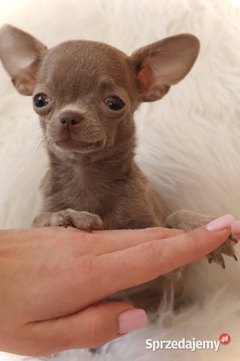 Malutka Chihuahua miniaturkaxxxs Chihuahua
