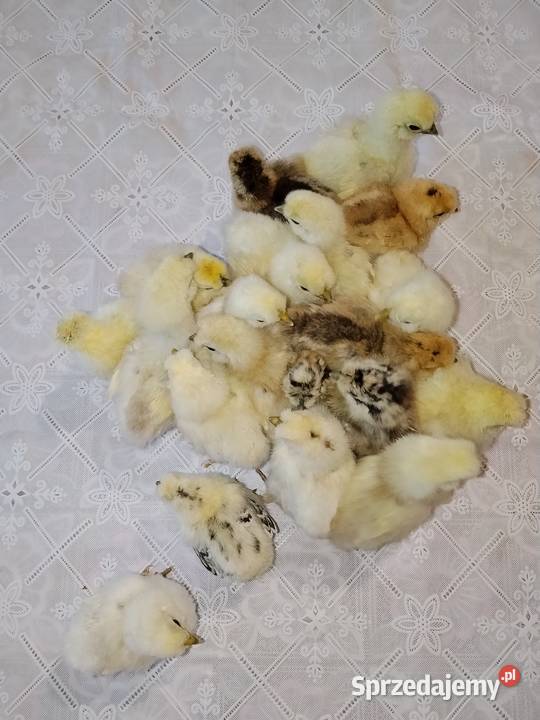 Sprzedam Pisklaki Silki tygodniowe Suchorzów