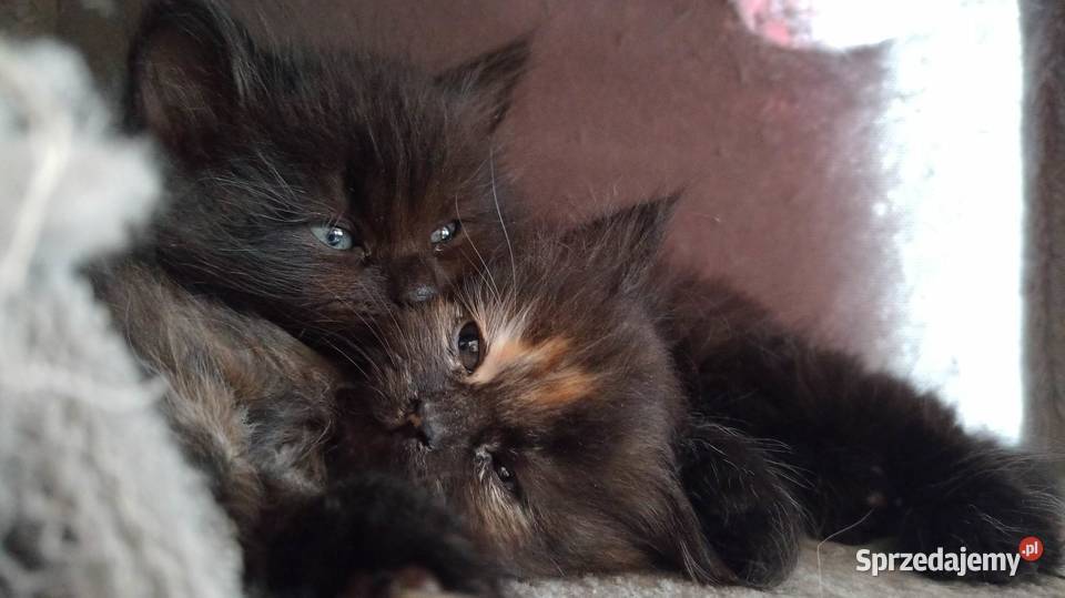 Zjawiskowy Czarny Kocurek Syberyjski Ares mazowieckie Sochaczew