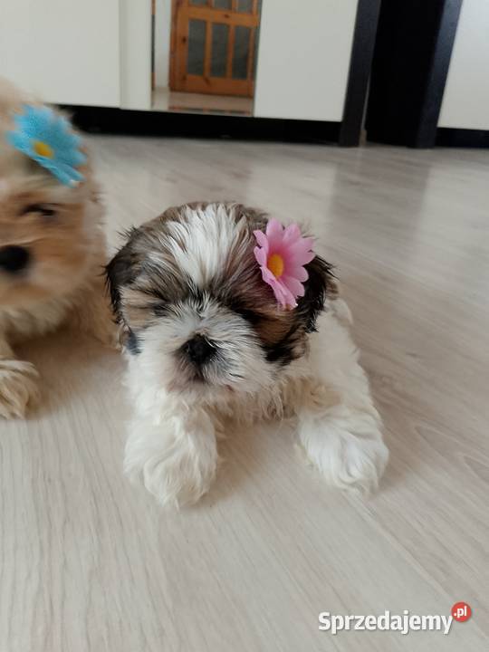 DO ODBIORU suczka ShihTzu tricolor Namysłów