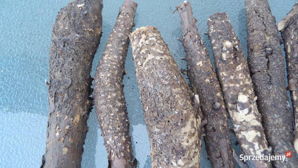 Noże Bagnety Oprawa Czeczota Kap Radzewice