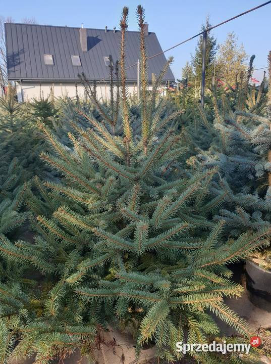 CHOINKI Świerk Jodła donica cięte RYDZYNY Rośliny Pabianice