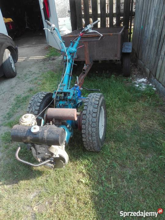 Dzik Mirostowice Dolne