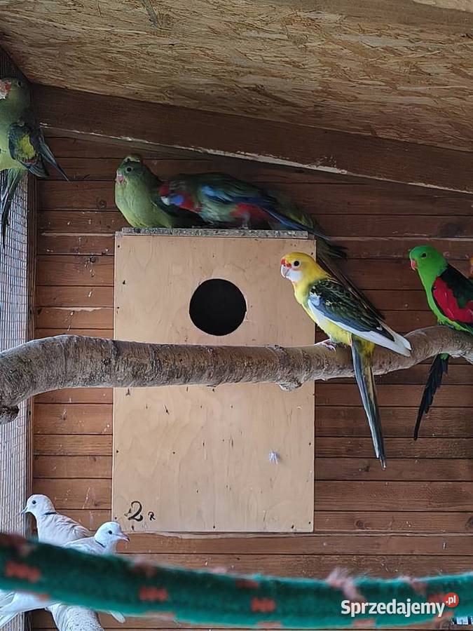 Księżniczki Walii inne papugi Sobków