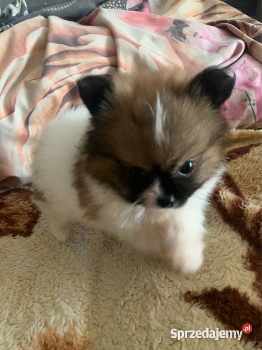Szpic mini piesek pomeranian z rodowodem sprzedam