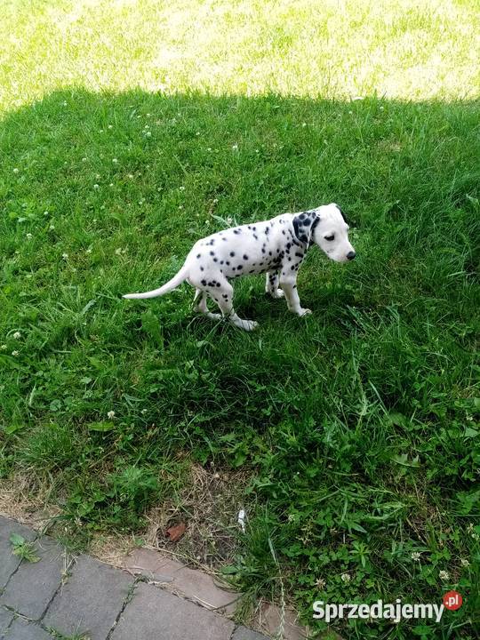 sprzedam szczeniaki dalmatyńczyk małopolskie Szczucin
