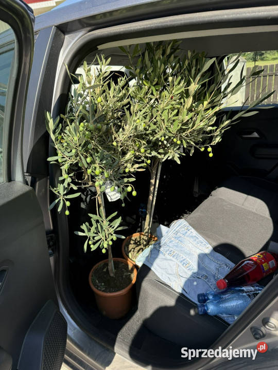 Volkswagen Golf Plus Match 16 TDI 105 ŁADNY czujnik parkowania Bolesławiec
