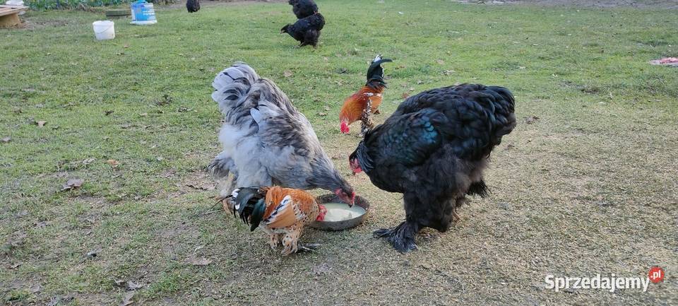 Kochany olbrzymie Drób i ptactwo lubelskie