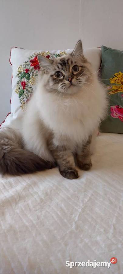 Kocurek ragdoll 2 letni Wrocław dolnośląskie