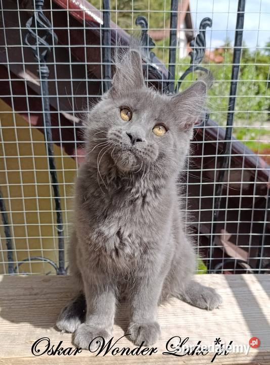 Niebieski kocurek Maine Coon FPL Gdańsk