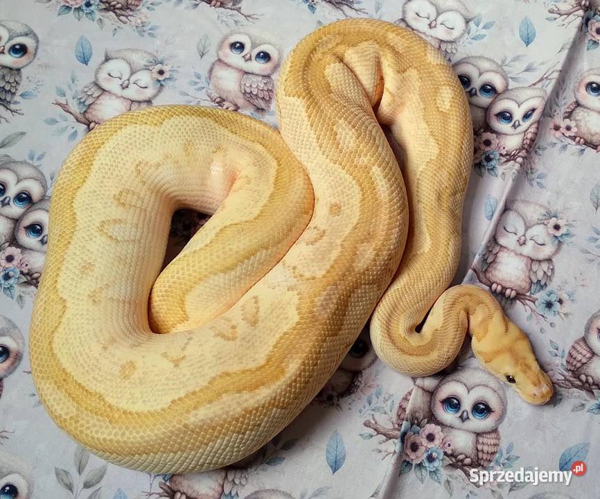 Fire Lesser Clown Python regius pyton królewski