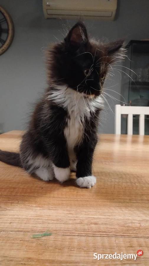 Diva piękna dziewczyna Maine Coon wielkopolskie
