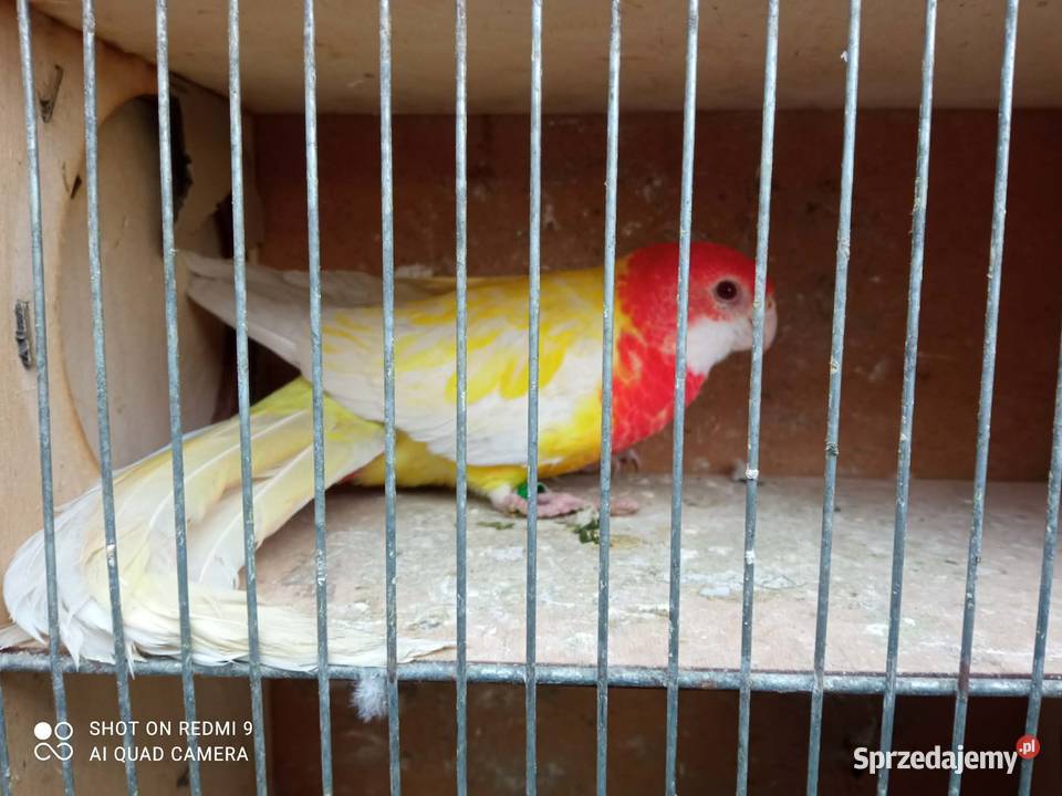 Rozella białolica samica