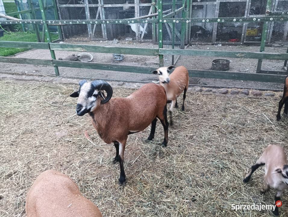 Sprzedam parę owiec kamerunskich Kościan