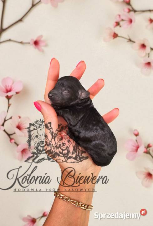 Pudel ToyMiniatura rodzice pakiet badań Pozostałe Sędziejowice