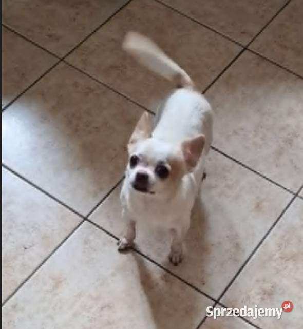 Do adopcjii dorosła suczka Chihuahua śląskie Częstochowa